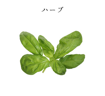 厳選ハーブ