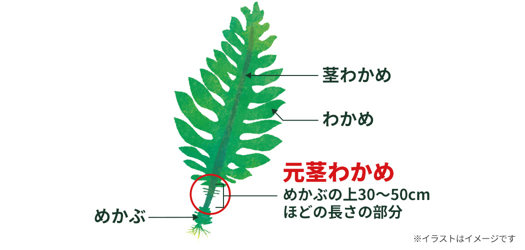 わかめの部位別名称