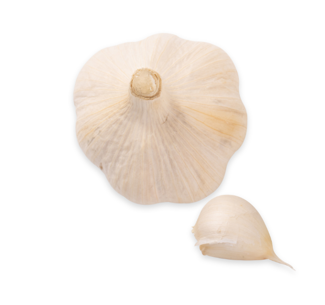 garlic